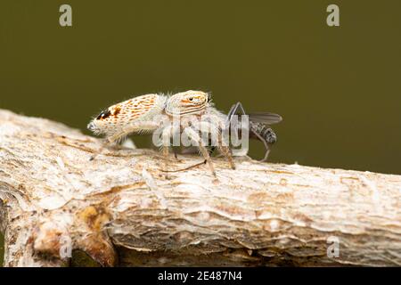 Latéral de l'araignée sauteuse, Rudakius ludhianensis, Satara, Maharashtra, Inde Banque D'Images