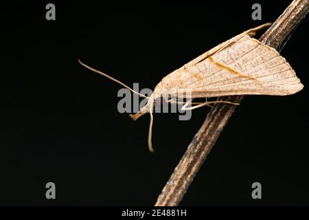 Papillon, Hypena probascidalis, Satara, Maharashtra, Inde Banque D'Images