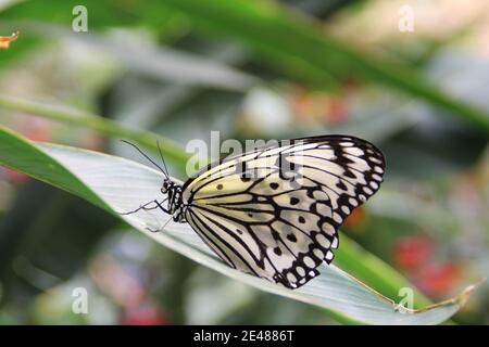 Papillon blanc noir assis sur une plante. Gros plan d'un arbre blanc nymphe Banque D'Images