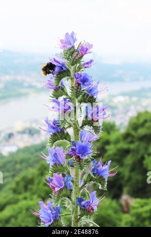 Une abeille recueille le nectar sur les fleurs bleues pourpres Banque D'Images