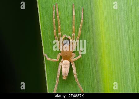 Araignée à sac jaune, Cheiracanthium mildei, Satara, Maharashtra, Inde Banque D'Images