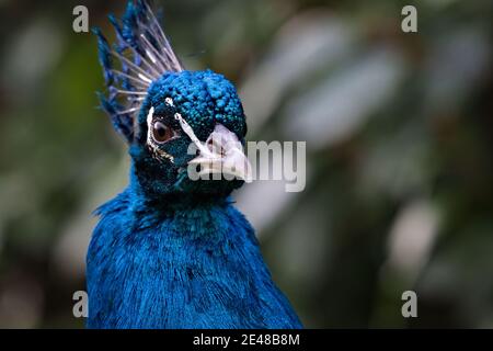 Peacock indien de la païle, pavo cristatus, regardant la caméra recouverte de plumes bleues majestueuses dans un parc Banque D'Images