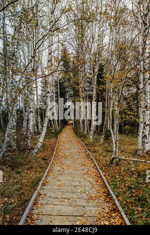 Chemin en bois de forêt pas de personnes. Un beau chemin en bois traversant une ruelle de bouleau dans le parc national de Sumava, République tchèque. Couleurs d'automne naturel sc Banque D'Images