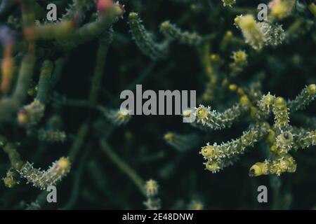 gros plan d'une plante à côté du delta plage del ebro à tarragone Banque D'Images