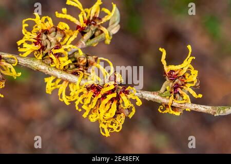 Hamamelis x Intermedia « Orange Beauty » (Witch Hazel) une plante arbuste à fleurs d'arbre d'hiver qui a un orange jaune printemps très parfumé f Banque D'Images