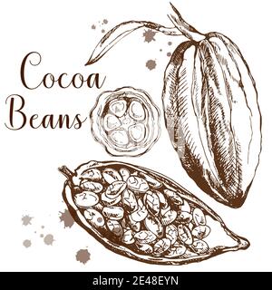 Grains de cacao dessinés à la main isolés sur fond blanc. Illustration vectorielle. Illustration de Vecteur