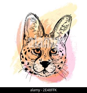 Portrait de style esquisse dessiné à la main de serval isolé sur fond blanc. Illustration vectorielle. Illustration de Vecteur