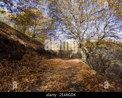 Saison d'automne dans la vallée de Genal, Andalousie Banque D'Images