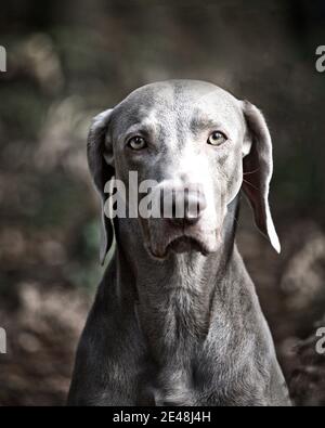 Oban, le Weimaraner Banque D'Images