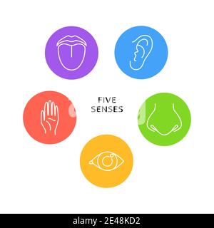Affiche Five Senses avec des symboles en style ligne. Bannière avec éléments de perception humaine - vision, toucher, audition, goût, odeur. Illustration vectorielle. Illustration de Vecteur
