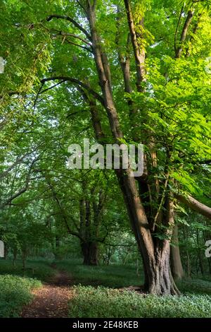 Grand châtaignier à cheval au crépuscule en été à côté du chemin pour la marche dans les bois. Avec des feuilles vertes luxuriantes illuminées par le soleil couchant Banque D'Images