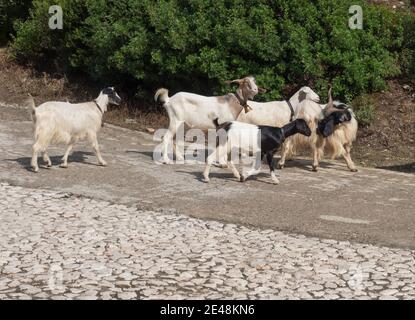 Gros plan troupeau de chèvres marchant au milieu de la route asphaltée dans les montagnes Supramonte. Sardaigne, Italie, été. Banque D'Images