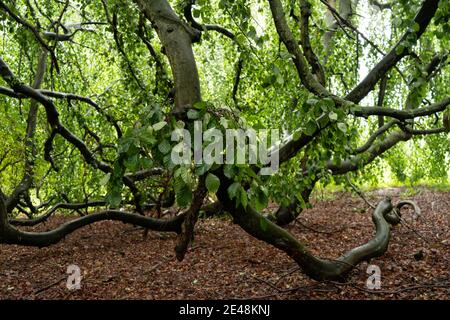 Vieux bois de hêtre commun branches enracinant dans le sol boisé, vert feuilles luxuriantes Banque D'Images