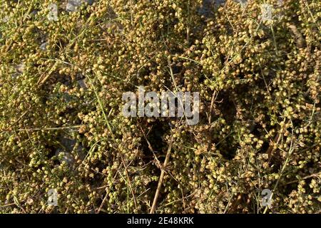 Grenaille de plantes douces et sèches de bois de millepertuis en automne, plante médicinale traditionnelle chinoise Banque D'Images