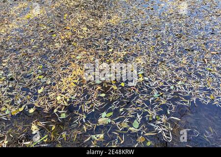 Gros plan des feuilles mortes sur la surface d'eau claire du lac Banque D'Images