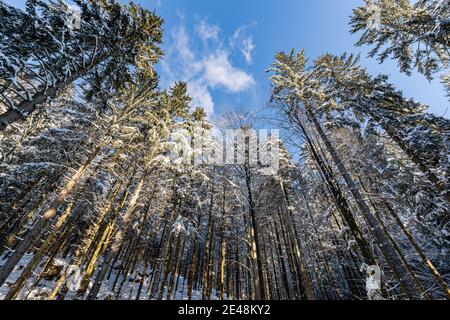 Photo à angle bas d'arbres enneigés dans la Forêt-Noire Montagnes en Allemagne Banque D'Images