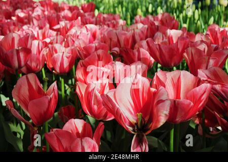 Pétales de tulipes roses Banque D'Images