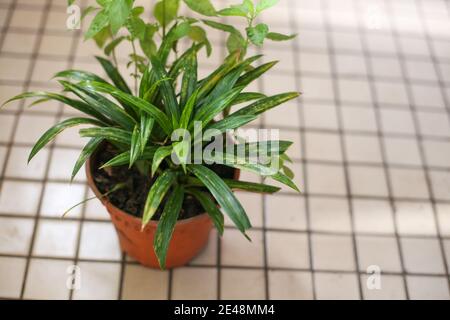 Cliché sélectif d'une plante d'araignée en croissance dans un pot de fleurs Banque D'Images