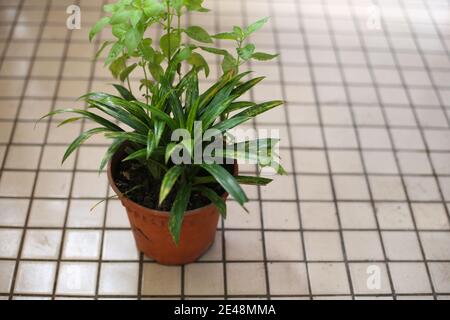 Cliché sélectif d'une plante d'araignée en croissance dans un pot de fleurs Banque D'Images