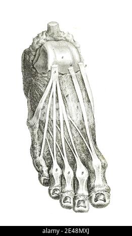 Illustration verticale des os et des muscles d'un humain à pied d'un manuel du xviiie siècle Banque D'Images