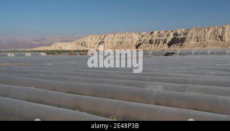 Tunnels tunnels tunnels recouverts de plastique polyéthylène dans le champ agricole à La frontière israélienne avec la Jordanie dans le nord de la vallée d'Arava En Israël Banque D'Images