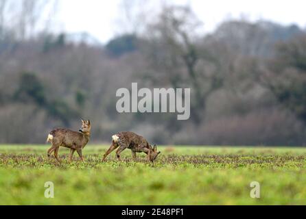 Deux cerfs Roe Capranolus capranolus sur les terres arables de Norfolk en hiver. Banque D'Images
