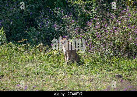 Caracal se reposant dans l'herbe à l'observation de la chasse. Banque D'Images