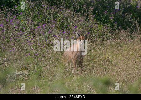 Caracal se reposant dans l'herbe à l'observation de la chasse. Banque D'Images