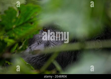 La montagne Gorilla dans le parc national de Bwindi... Banque D'Images