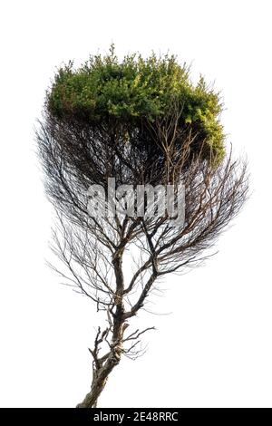 vue de la branche de l'arbre manuka isolée sur fond blanc Banque D'Images