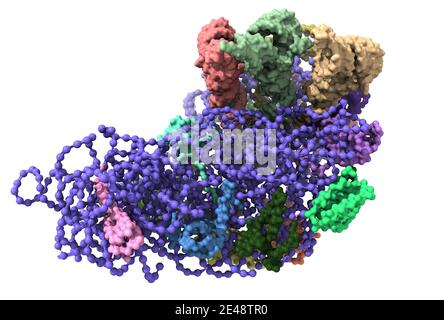 La structure du ribosome de Thermus thermophilus montrant l'ARN du ribosome 30S (bleu), trois ARNt (haut) et les protéines ribosomiques. Banque D'Images