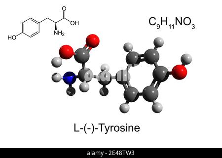 Formule chimique, formule squelettique et modèle 3D boule-et-bâton de la L-tyrosine, un acide aminé essentiel, fond blanc Banque D'Images