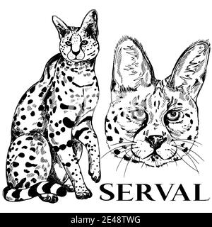 Style croquis dessinés à la main, serval. Vector illustration isolé sur fond blanc. Illustration de Vecteur
