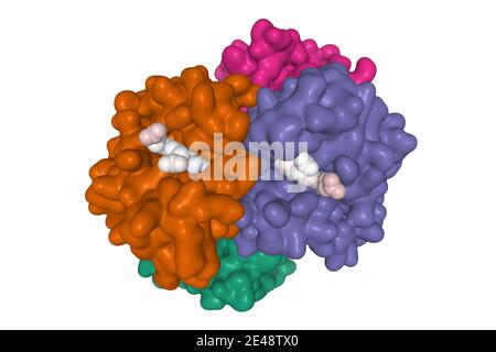 Structure quaternaire de la désoxyhémoglobine, de la chaîne alpha (verte et violette), de la chaîne bêta (brune et violette) avec ligand de protoporphyrine (blanche) Banque D'Images