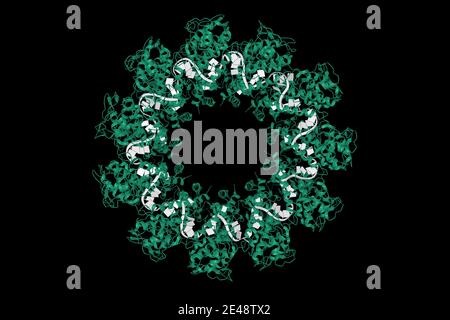 Structure cristalline du complexe nucléoprotéine(vert)-ARN(blanc) du virus de la rage, modèle de dessin animé 3D isolé, fond noir Banque D'Images