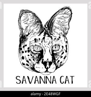 Portrait de Savannah Cat dessiné à la main, isolé sur fond blanc. Illustration vectorielle. Illustration de Vecteur