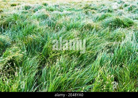 Herbe verte luxuriante sur pâturage de prés. Arrière-plan de la nature Banque D'Images