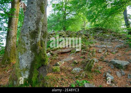 Ascension vers le mur de l'anneau celtique Hunnenring près d'Otzenhausen, parc national de Hunsrück-Hochwald, Sarre, Allemagne Banque D'Images