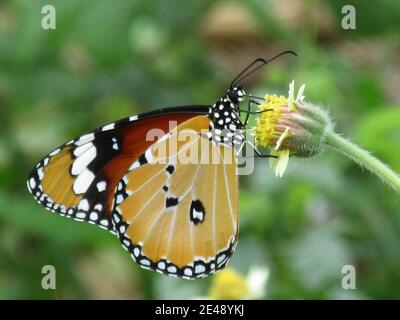 Gros plan d'un papillon de laitoued tigre Banque D'Images