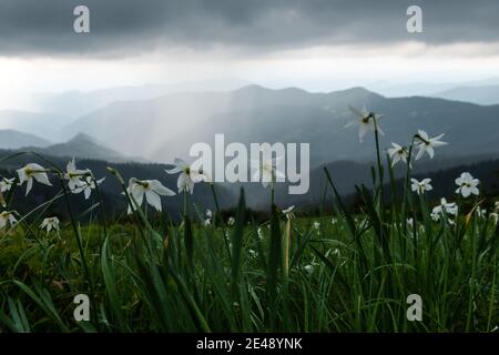 Prairie de montagne couverte de fleurs de narcisse blanches. Carpathian montagnes, Europe. Photographie de paysage Banque D'Images