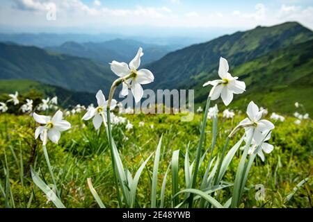 Prairie de montagne couverte de fleurs de narcisse blanches. Carpathian montagnes, Europe. Photographie de paysage Banque D'Images