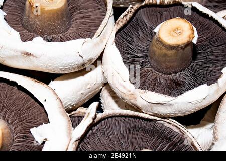 Sélection de champignons frais bio portobello Banque D'Images