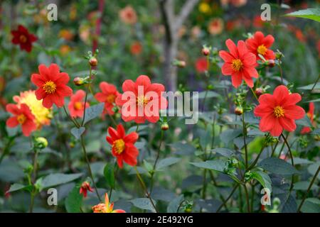 dahlia,dahlias simples,plantule,dahlias orange,fleurs,fleurs,fleurs,fleurs,combinaison de plantation,mise en évidence,mise en évidence,se démarquer,RM floral Banque D'Images