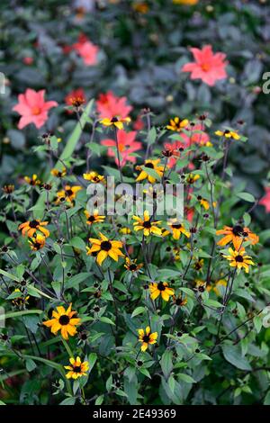 Rudbeckia triloba prairie,bougies fleurs jaune orange foncé, rouge-jaune de type marguerite,Black,centre,vivaces Floral RM Banque D'Images