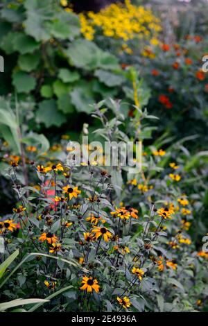 Rudbeckia triloba prairie,bougies fleurs jaune orange foncé, rouge-jaune de type marguerite,Black,centre,vivaces Floral RM Banque D'Images