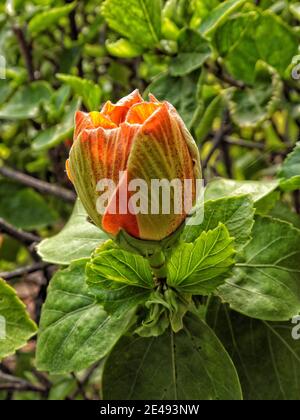 Bouton de fleur d'hibiscus orange dans le feuillage vert gros plan Banque D'Images