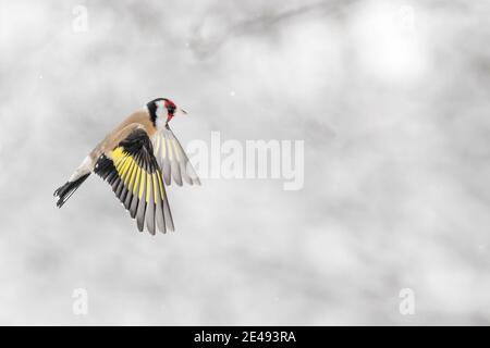 Le golfette en vol sous les flocons de neige (Carduelis carduelis) Banque D'Images