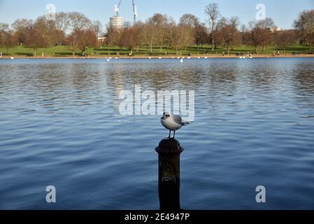 Hyde Park, Londres, Royaume-Uni. 22 janvier 2021. Météo au Royaume-Uni : journée ensoleillée à Londres, Serpentine à Hyde Park. Crédit : Matthew Chattle/Alay Live News Banque D'Images