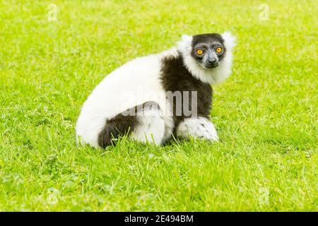 Citron à revers noir et blanc (Varecia variegate) Assis sur l'herbe 13/06/2015 Banque D'Images