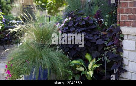 Des pommes de terre douces en forme de coeur violet prolifique tumbles de vigne sur un mur de calcaire d'un patio sur une journée ensoleillée avec Herbe de plumes mexicaine Banque D'Images